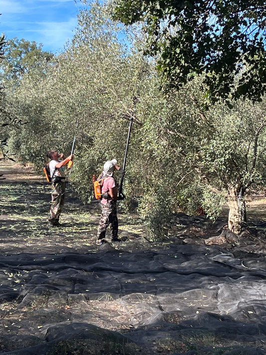 La récolte des olives a commencé